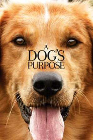 فيلم A Dog s Purpose 2017 مترجم اون لاين