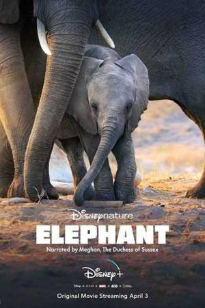 مشاهدة فيلم Elephant 2020 مترجم اون لاين